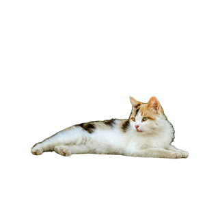 A Calico Cat Peacefully Lying On Pavement Near Lush Greenery In A Garden. 19258 - Cat PNG image with transparent background